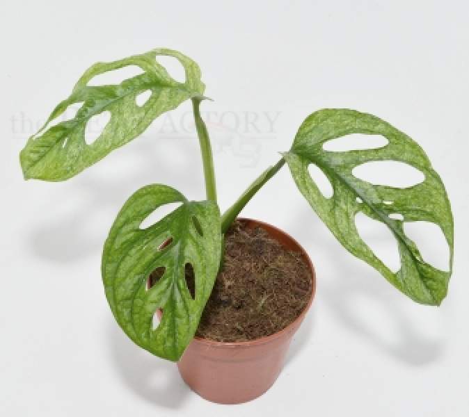 Monstera adansonii MINT